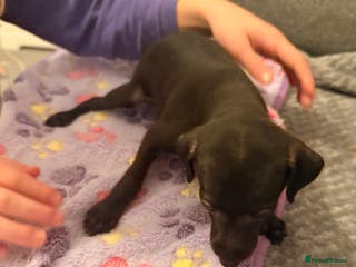 Italian Greyhound dogs KC registered Italian puppy’s - Advert 1