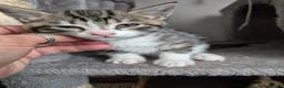 Domestic Shorthair cats for sale: Beautiful black and tabby babies  - Advert 4