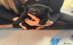 Mixed Breed dogs for sale: Jack Russell X Pomeranian Puppy’s for sale   - Image 2