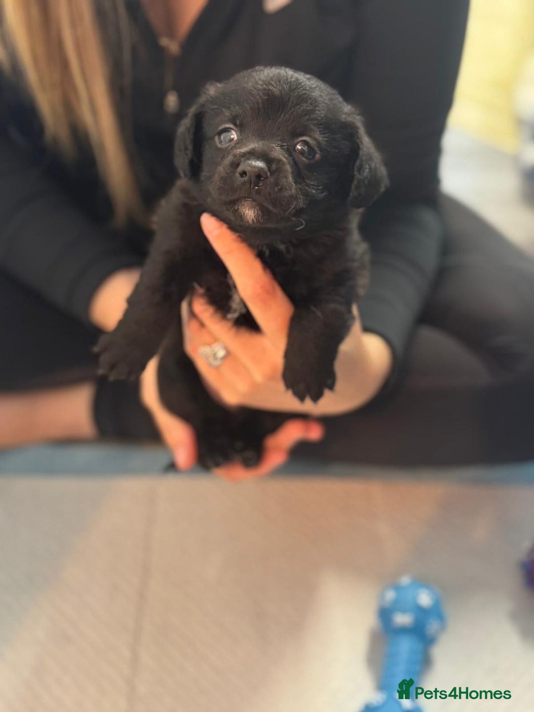 Mixed Breed dogs for sale: Jack Russell X Pomeranian Puppy’s for sale   - Image 2