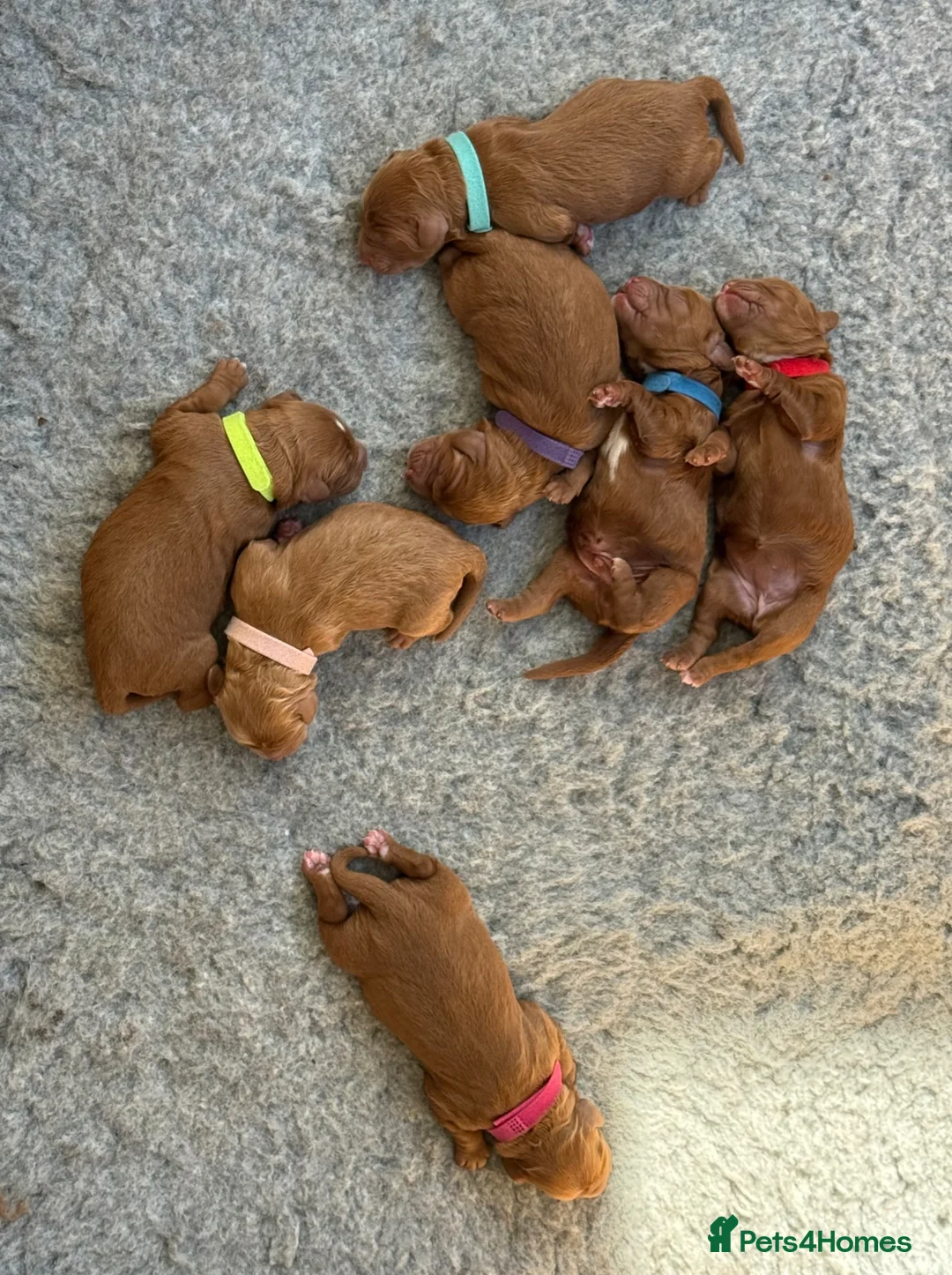 Cavapoochon dogs for sale: Beautiful Cavapoochon Puppies  - Advert 2