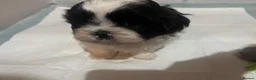 Shih Tzu dogs for sale: Imperial Shih Tzu - Advert 4