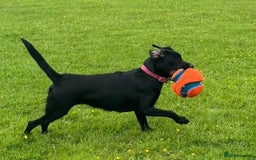 Mixed Breed dogs for sale: Labrador Cross - Image 5