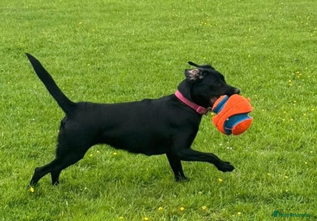 Mixed Breed dogs for sale: Labrador Cross - Image 5