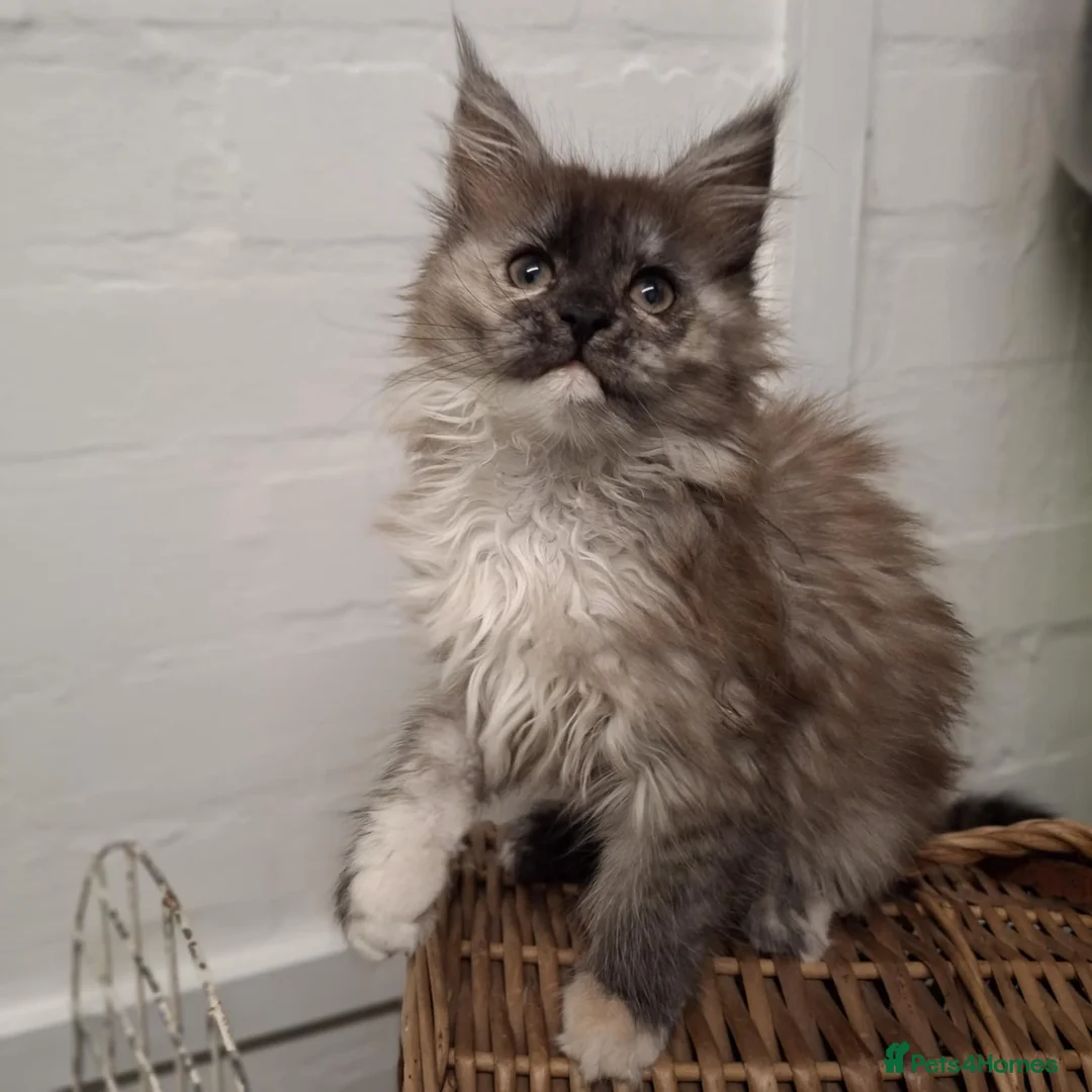 Maine Coon cats for sale: Beautiful Black Smoke Maine Coon Kitten  - Advert 2