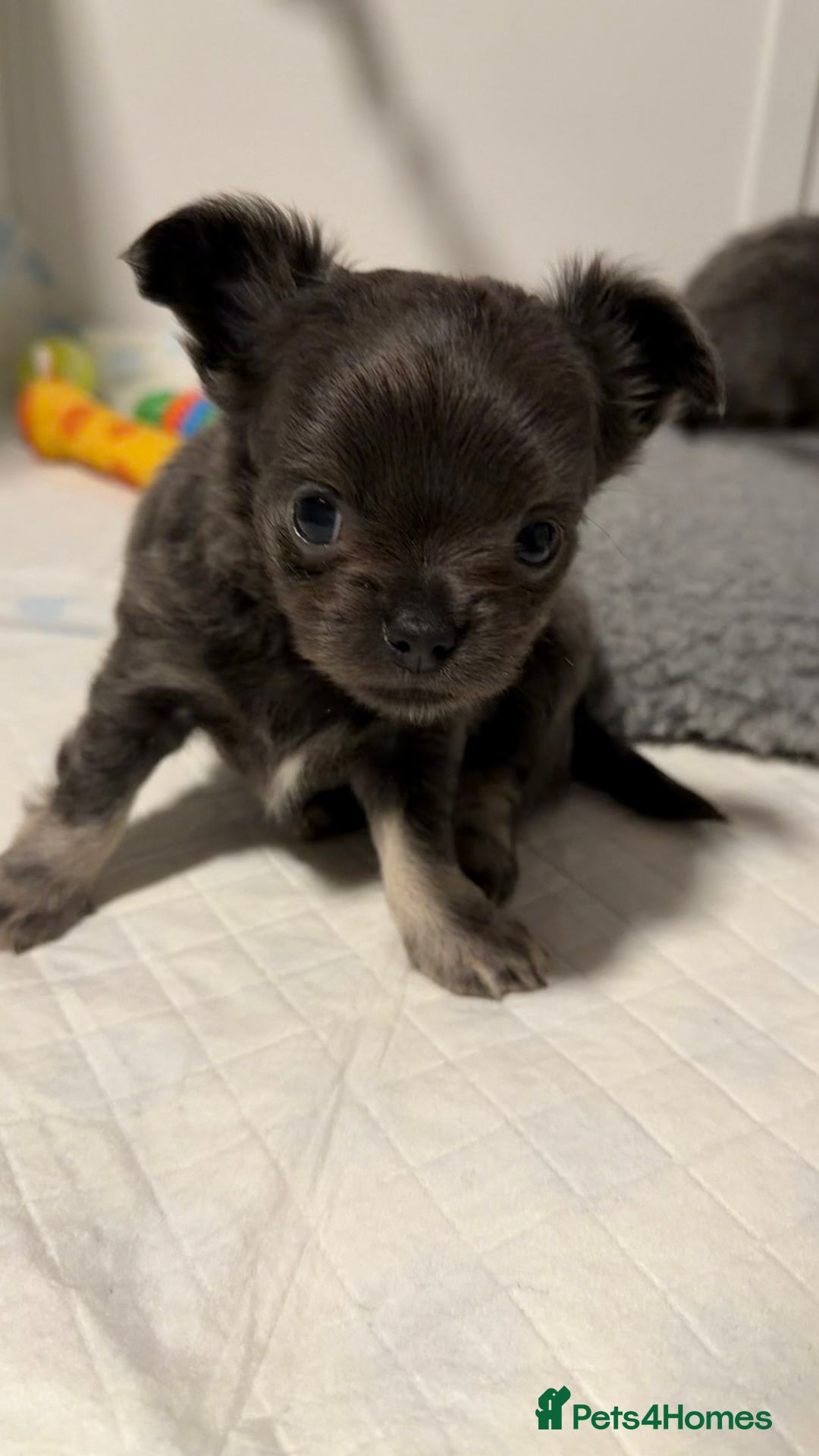 Chihuahua dogs for sale: Stunning Chihuahua Puppies ⭐️ - Advert 28