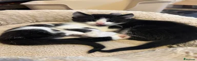 Kitten 2
