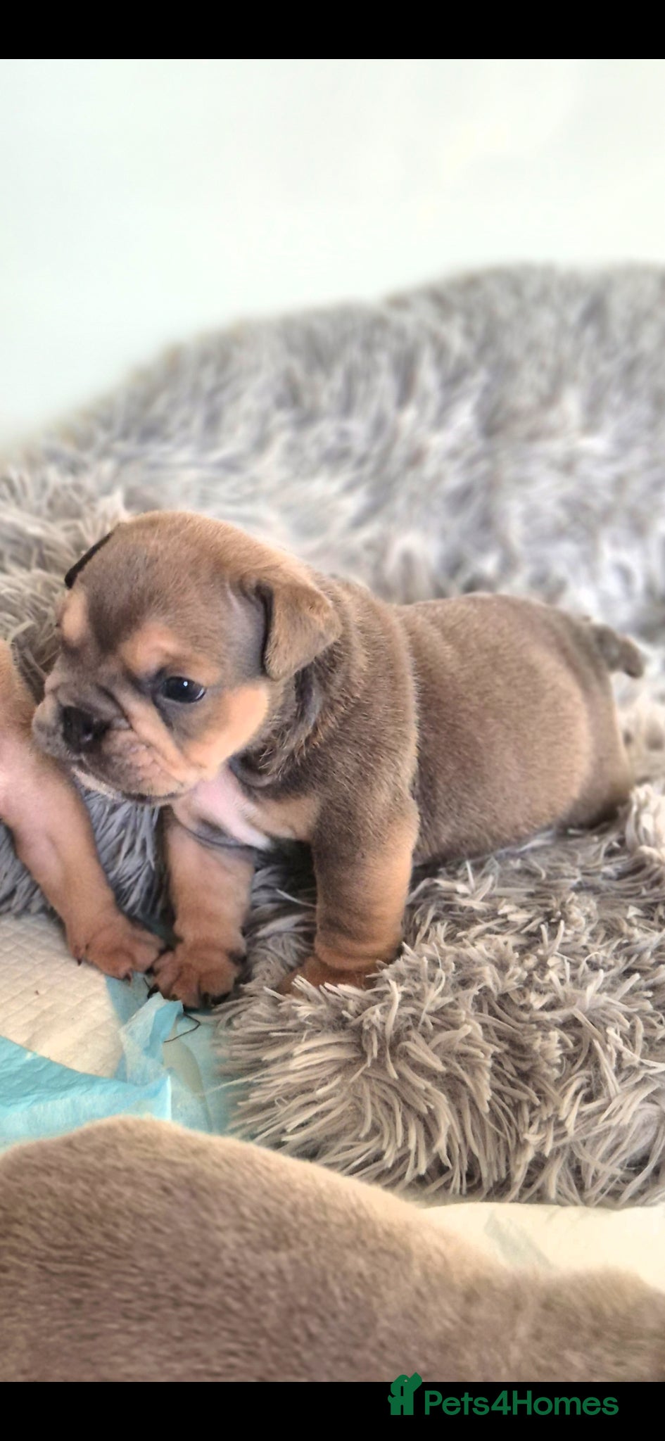 English Bulldog dogs Stunning Lilac Bulldogs - Advert 1