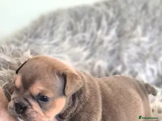 English Bulldog dogs Stunning Lilac Bulldogs - Advert 6