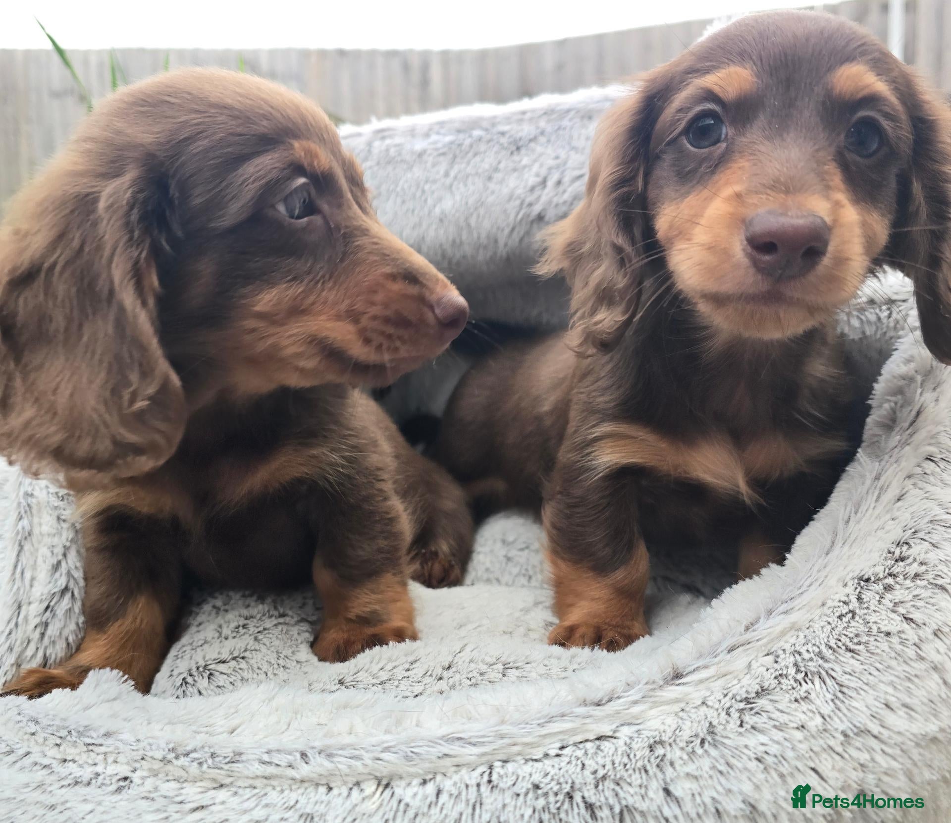 Miniature Dachshund dogs 2 Boys 💙💙Ready NOW, D.O.B. 04/08 - Advert 2