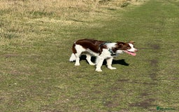 Border Collie dogs for sale: KC Reg Red Border Collie - Image 25