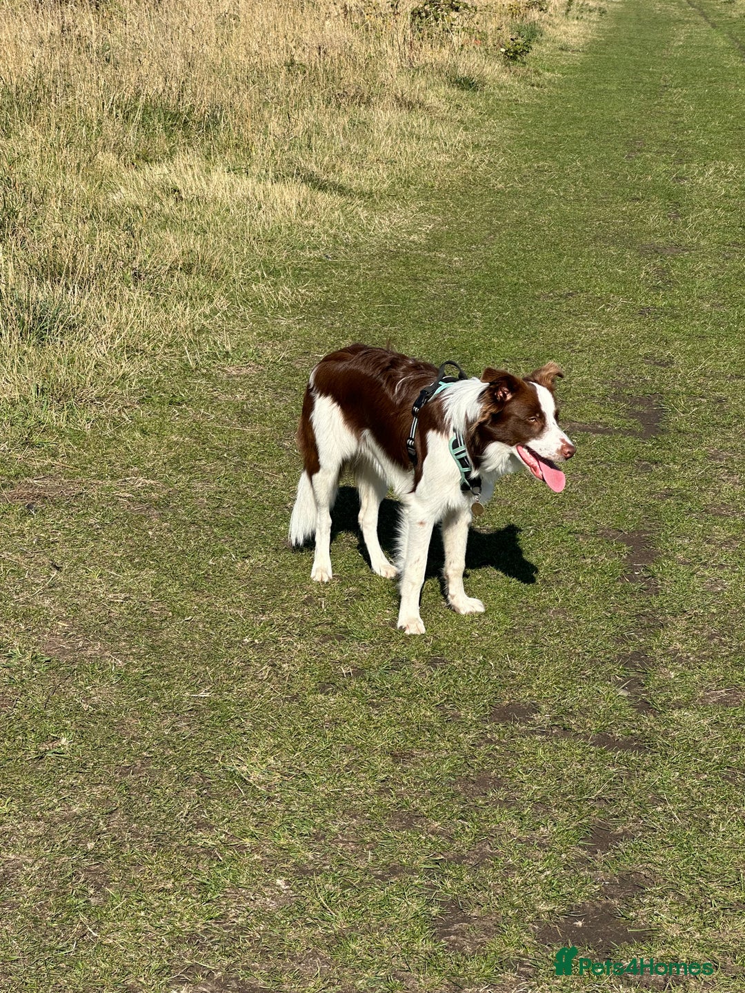 Border Collie dogs for sale: KC Reg Red Border Collie - Image 25