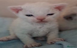 Devon Rex cats for sale: 🌸 Wonderful Devon Rex Kittens Raised with Love 🌸 - Image 5