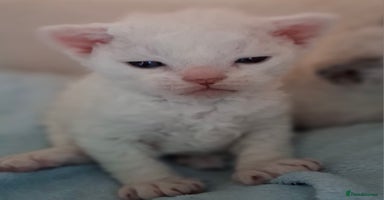 Devon Rex cats - Advert 12