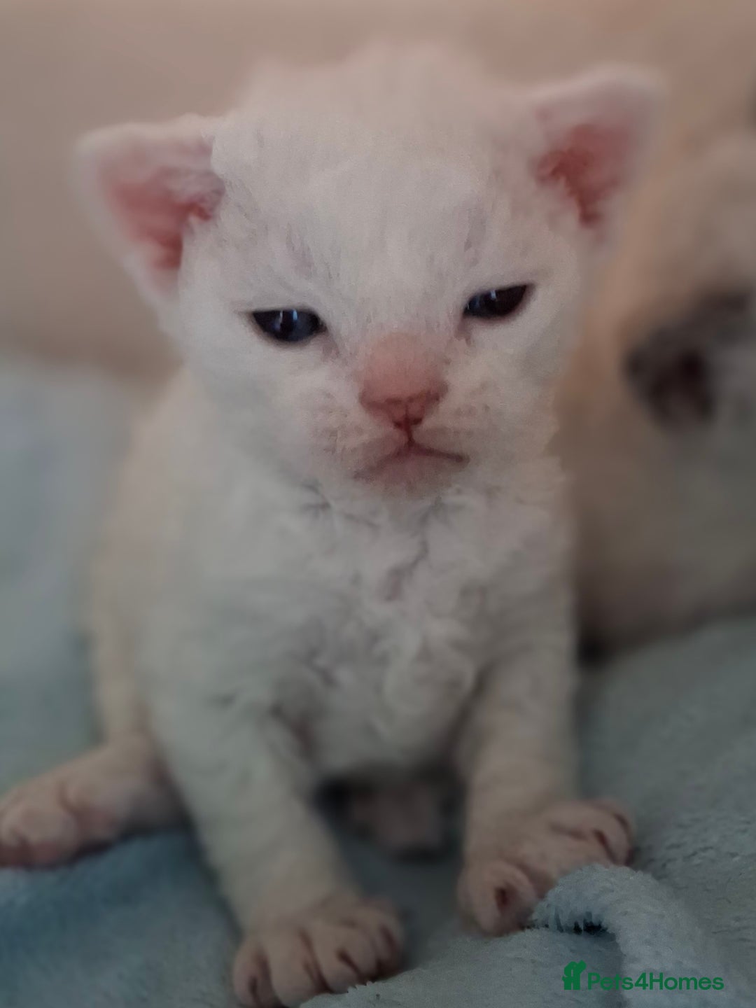 Devon Rex cats for sale: 🌸 Wonderful Devon Rex Kittens Raised with Love 🌸 - Image 5