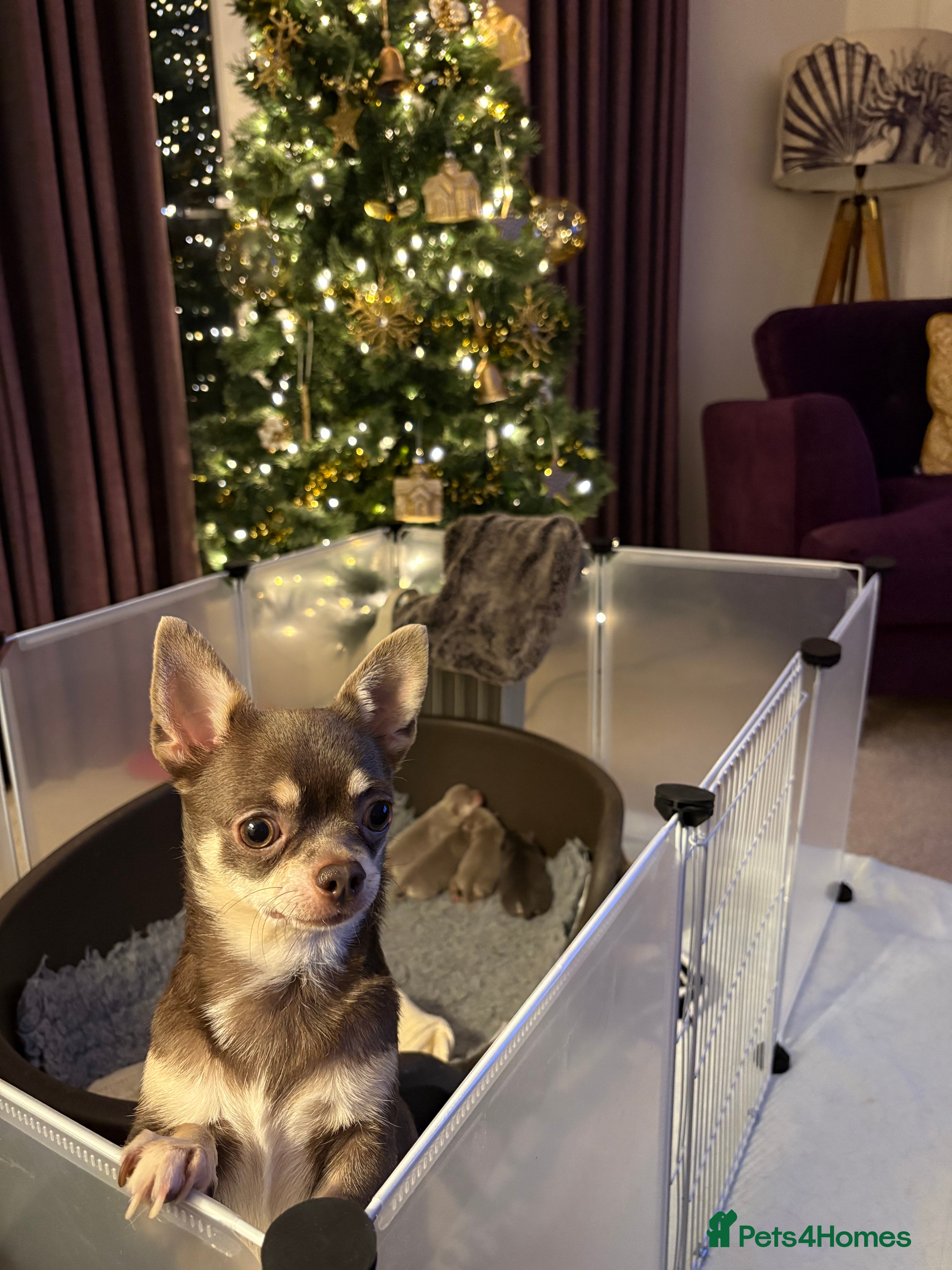 Chihuahua dogs 🎉BORN 25/12/25🎉.  5⭐️ licensed breeder - Advert 14