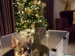 Chihuahua dogs 🎉BORN 25/12/25🎉. 5⭐️ licensed breeder - Advert 14