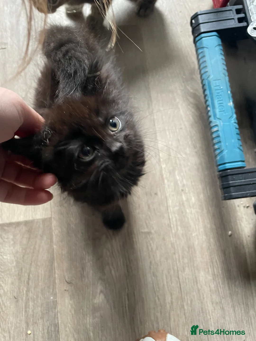 Mixed Breed cats for sale: 2 beautiful kittens  in Brighton - Advert 2