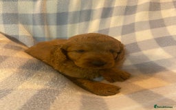 Cockapoo dogs for sale: Beautiful F1b Toy Cockapoo puppies  - Image 5