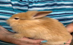 Lionhead rabbits for sale: Lionheads  - Image 4
