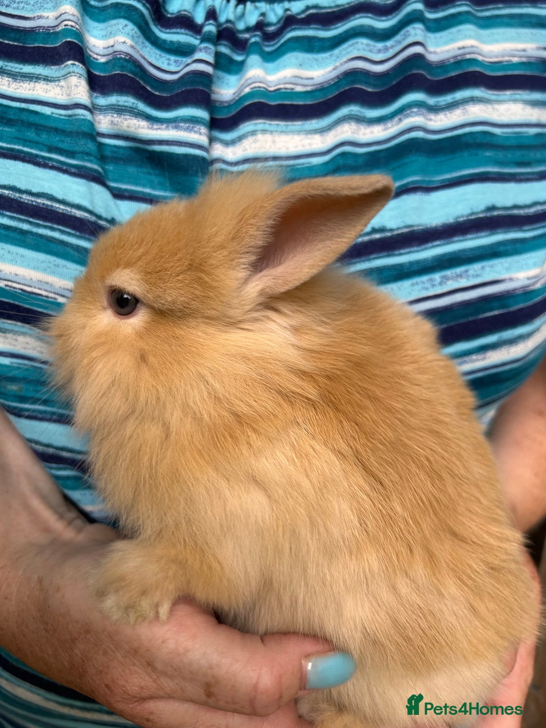 Lionhead rabbits for sale: Lionheads  - Image 4