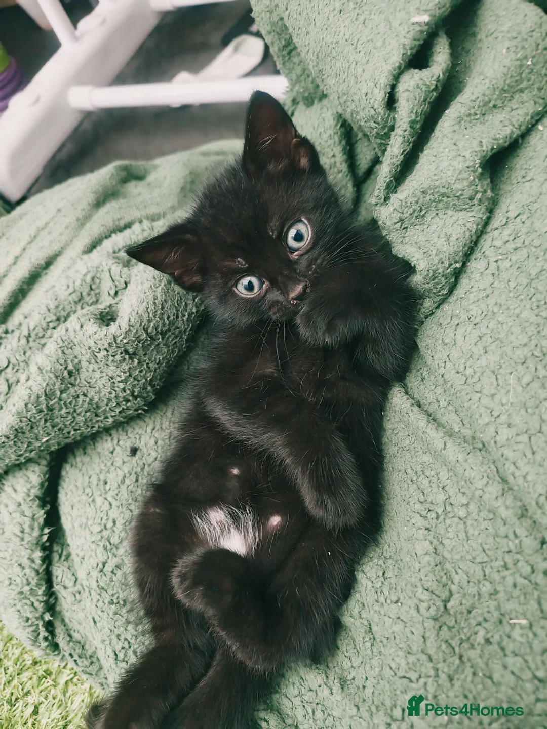 Mixed Breed cats for sale: Beautiful and friendly kittens in Stowmarket - Advert 1