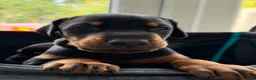 Dobermann dogs for sale: European Doberman puppies! - Advert 5
