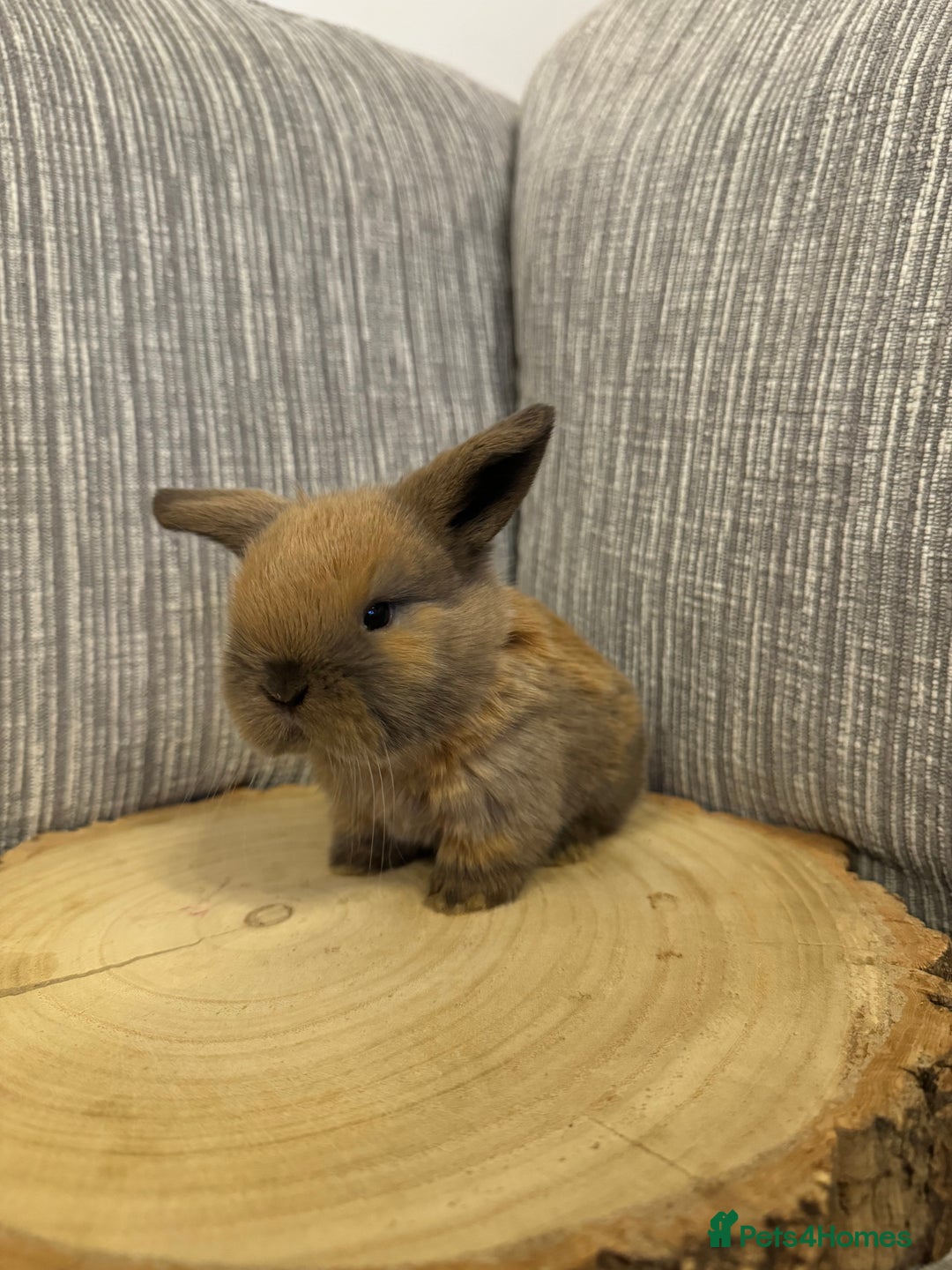 Mini Lop rabbits for sale: Pure mini lops  - Image 6