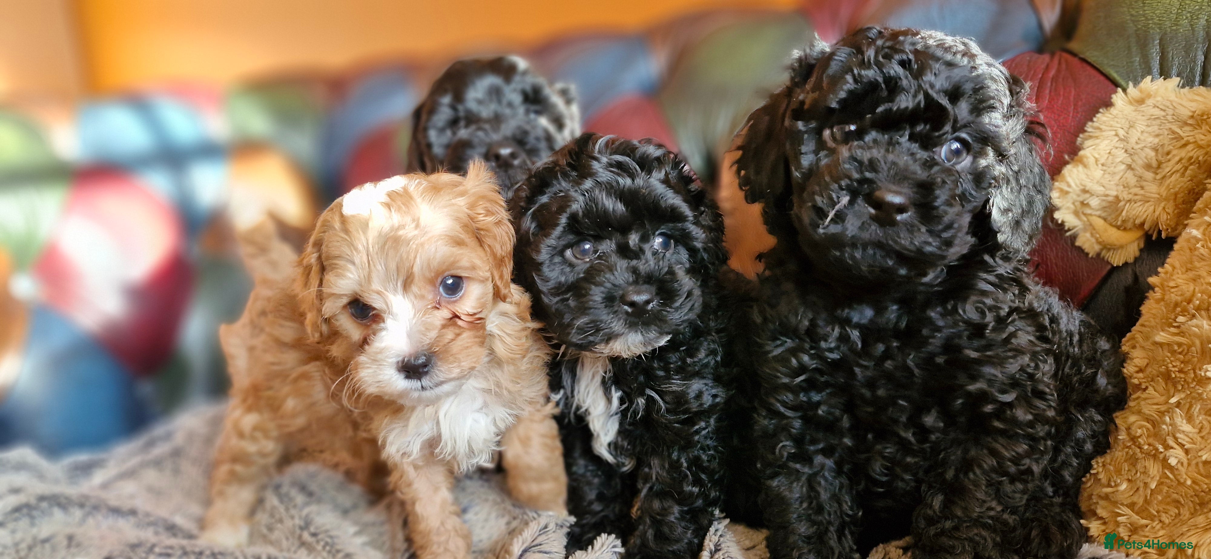 Cavapoo dogs Gorgeous f1b Cavapoo pups - Advert 1