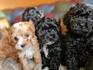 Cavapoo dogs Gorgeous f1b Cavapoo pups - Advert 1