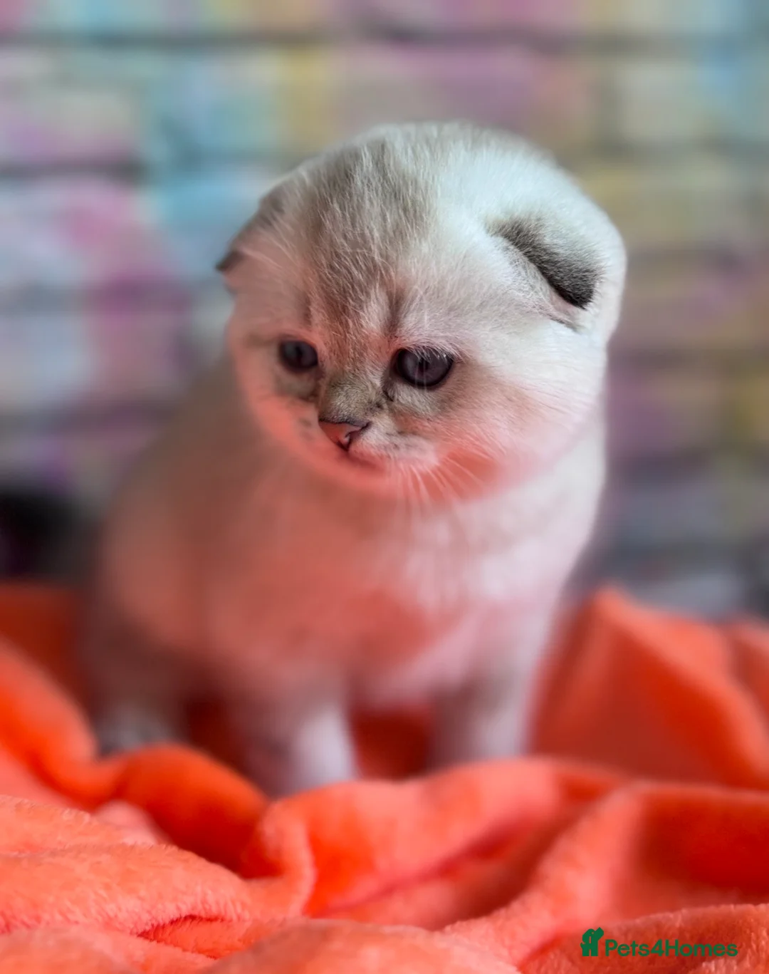Scottish Fold cats for sale: SCOTTISH FOLD KITTENS 😻 - Advert 4