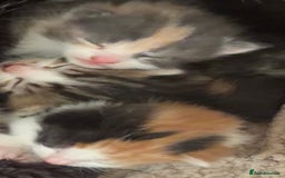 Mixed Breed cats for sale: Beautiful half British shorthair kittens for sale  - Advert 2