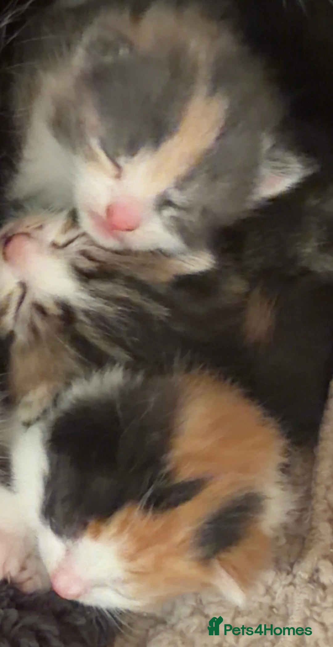 Mixed Breed cats for sale: Beautiful half British shorthair kittens for sale  - Advert 2