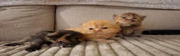 Persian cats for sale: LAST ONE, Pure Persian Boy. - Advert 5