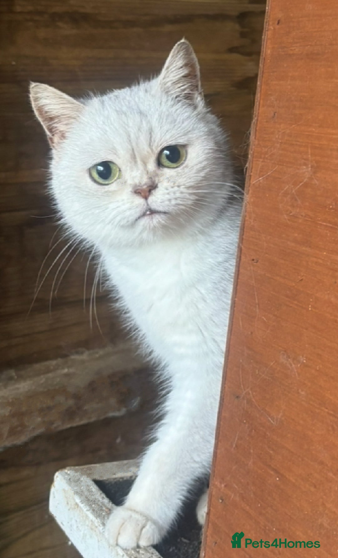 British Shorthair cats for sale: Daisy GCCF Active needs a home by the 22nd - Advert 4