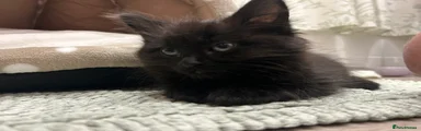 British Longhair Kitten 