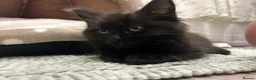 British Longhair cats for sale: Black longhair Kitten🐾 - Advert 1