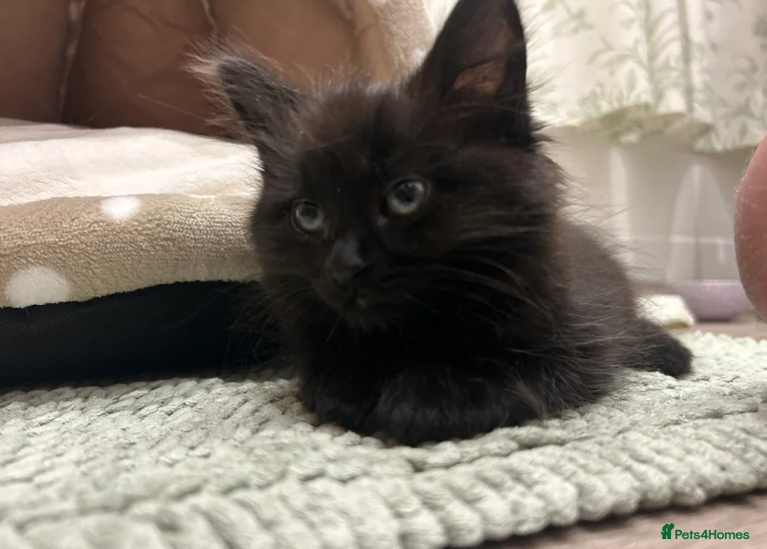 British Longhair cats for sale: Black longhair Kitten🐾 - Advert 1