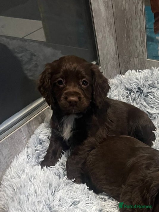 Cocker Spaniel dogs Cocker spaniel pups💥VIEWING AVAILABLE TONIGHT💥 - Advert 1