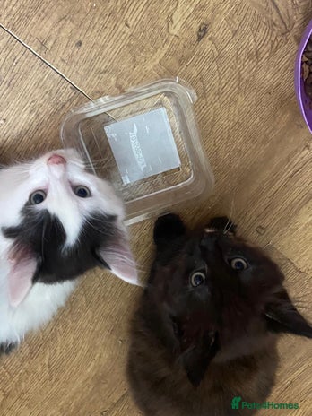 Mixed Breed cats - Advert 11