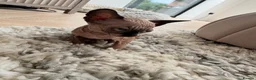 Sphynx cats for sale: Kitten  sphynx - Advert 3