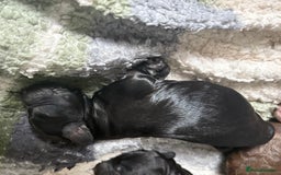 Cockapoo dogs for sale: 🐾Beautiful F2 Cockapoo puppies 🐾 - Image 6