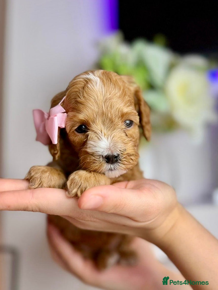 Cavapoo dogs F1 Red Cavapoo little girl available 🐾🥰 - Advert 12