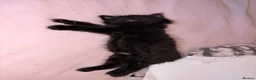 Domestic Shorthair cats for sale: Black fluffy male kitten  - Advert 8