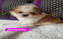 Shih Tzu dogs for sale: Shih-tzu's for sale. - Image 8