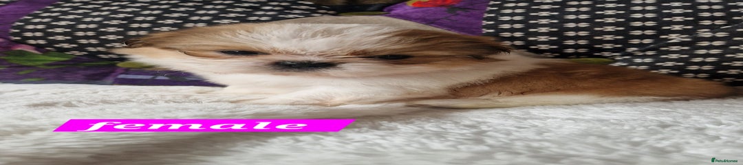 Shih Tzu Puppy 6
