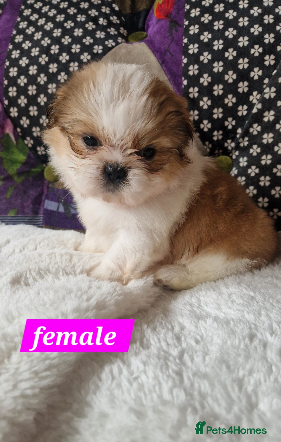 Shih Tzu dogs for sale: Shih-tzu's for sale. - Image 8