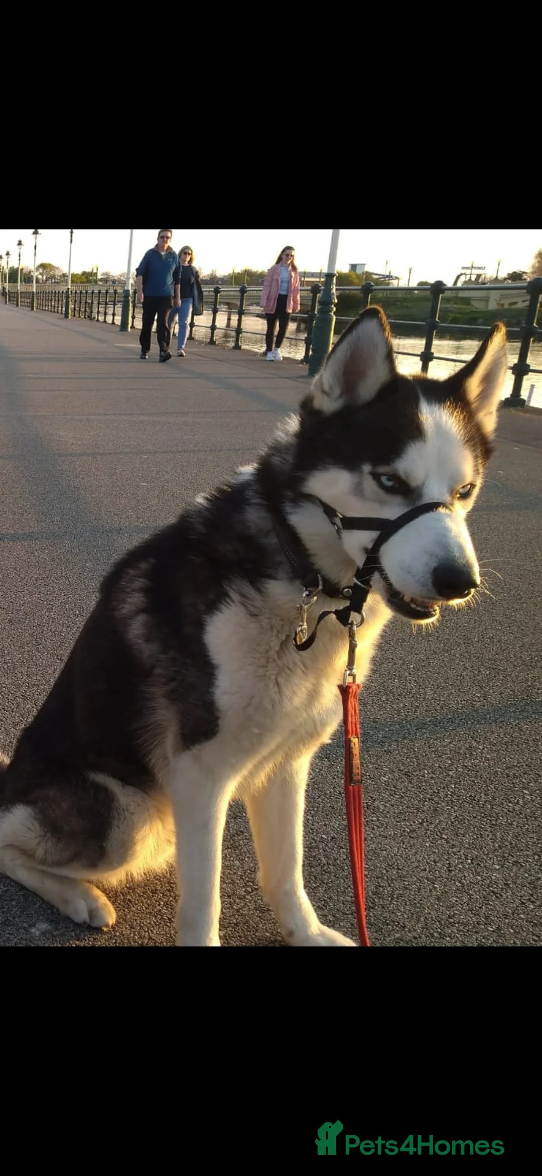 Siberian Husky dogs for sale: 2 Huskies For Sale 1 Male 1 Female in Southport - Advert 2