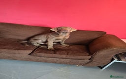 Labrador Retriever dogs for sale: Male labrador  - Image 5