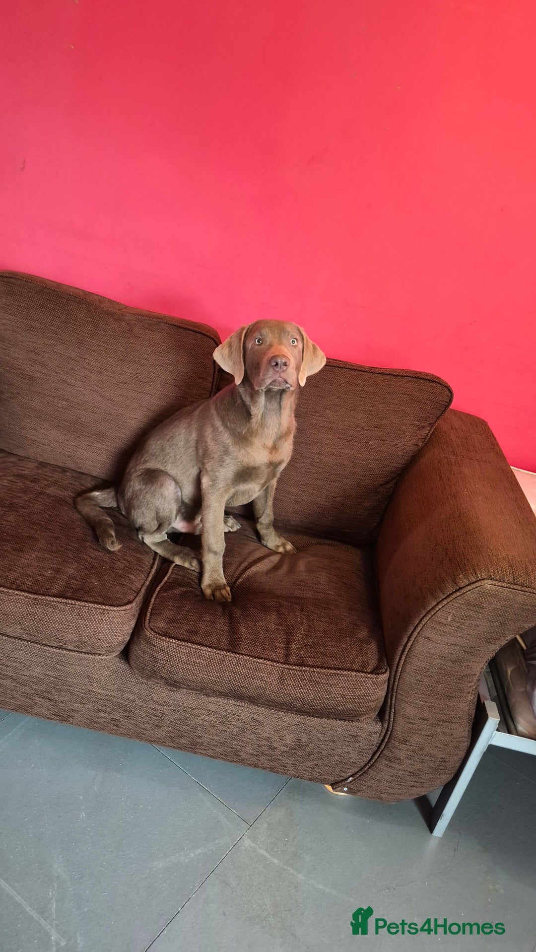 Labrador Retriever dogs for sale: Male labrador  - Image 5